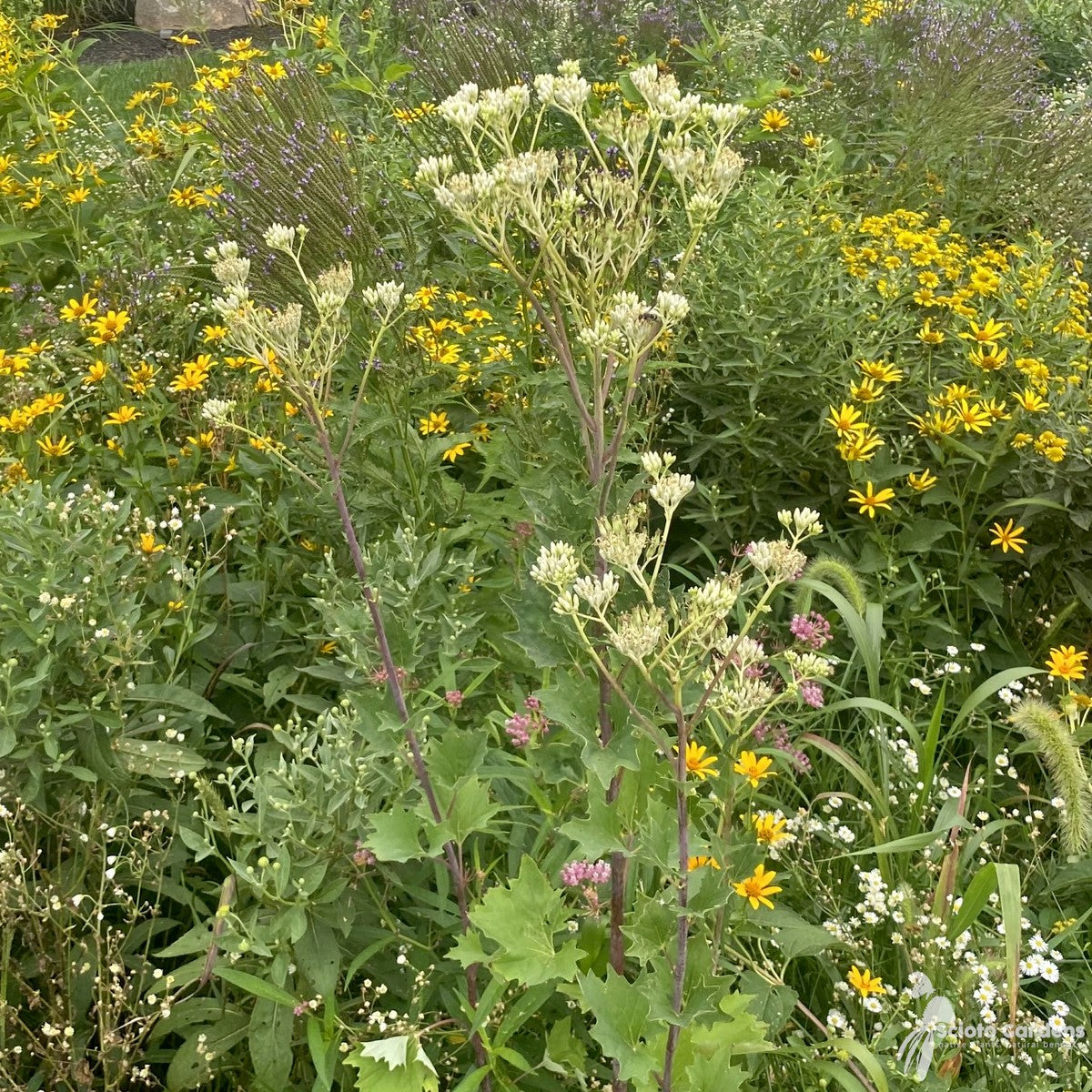 Cacalia atriplicifolia (Pale Indian Plantain) - 2 gal