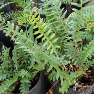 Polystichum acrostichoides (Christmas Fern) - 1 gal