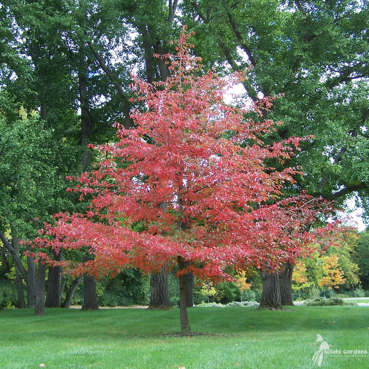 Nyssa sylvatica (Black Tupelo) - QT
