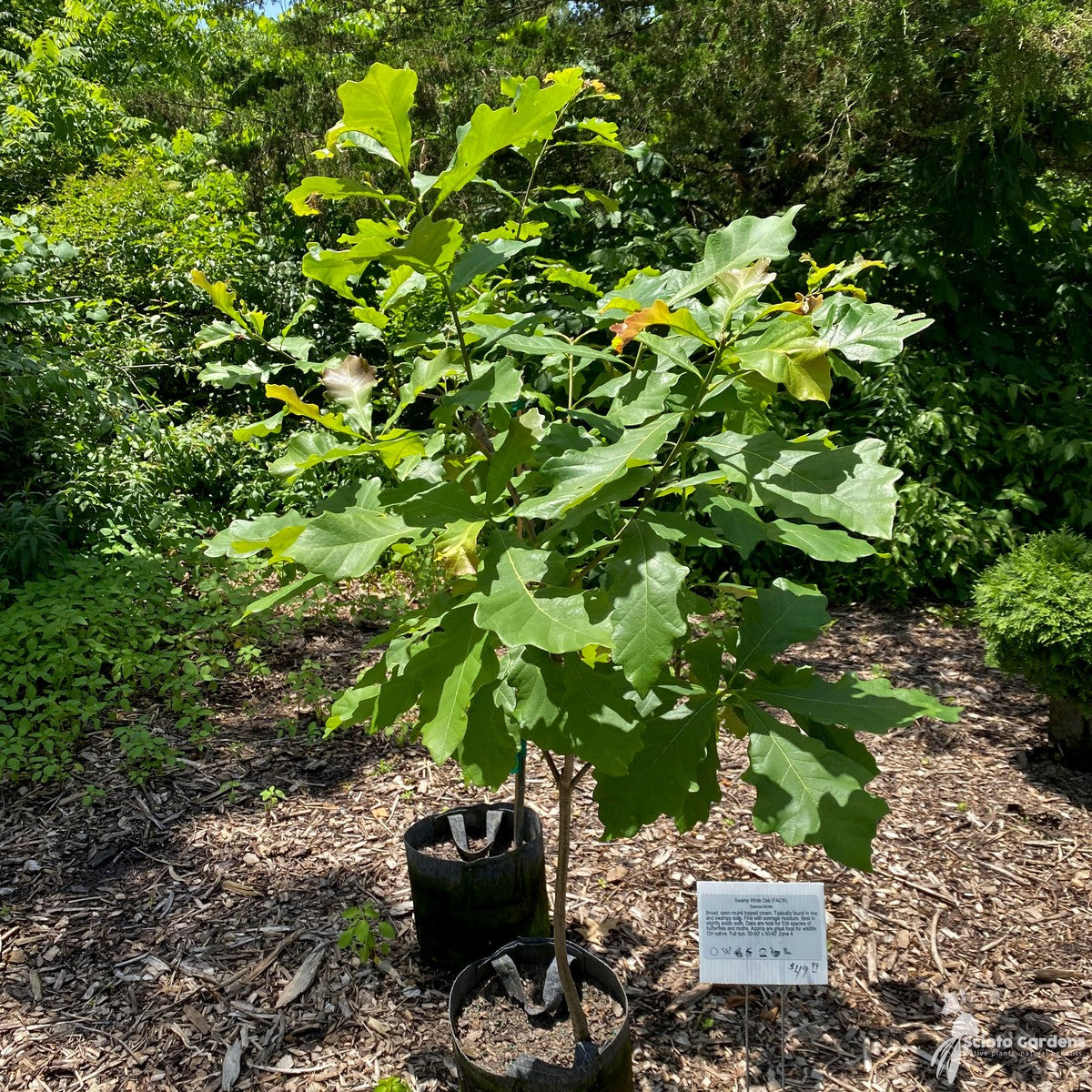 Quercus bicolor (Swamp White Oak) - QT