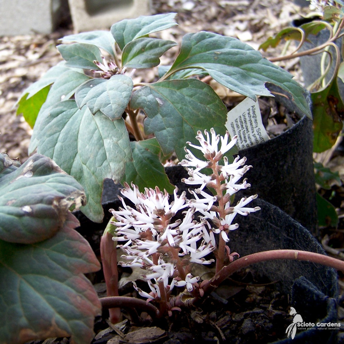 Pachysandra procumbens (Allegheny Spurge) - 1 gal