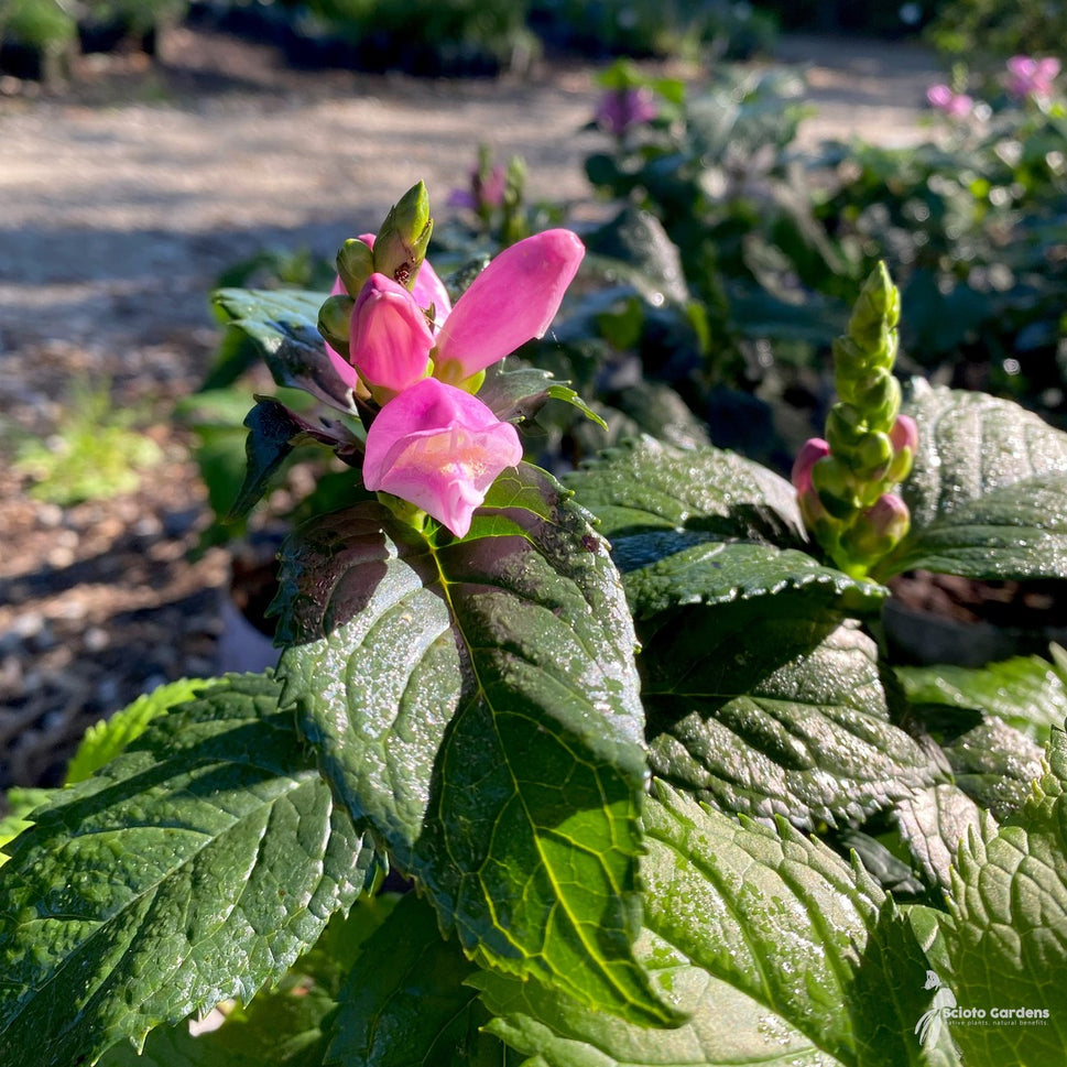 Chelone lyonii 'Hot Lips' ('Hot Lips' Pink Turtlehead) - 1 gal