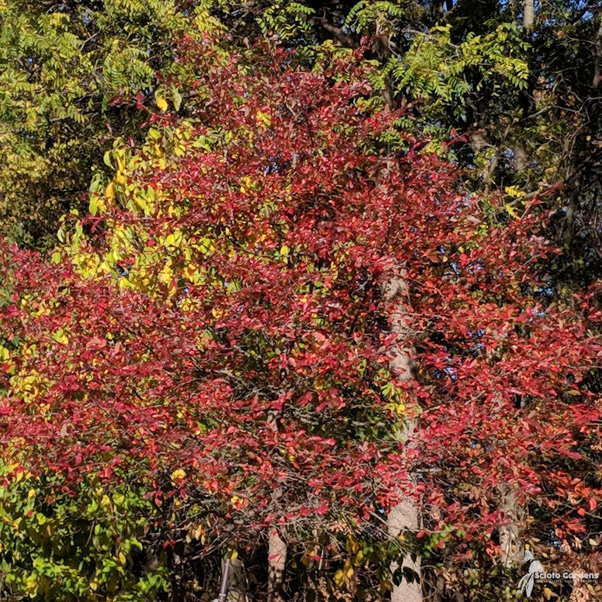Nyssa sylvatica (Black Tupelo) - QT