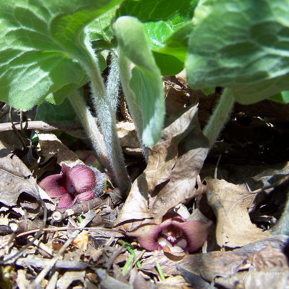 Asarum canadense (Wild Ginger) - 3QT