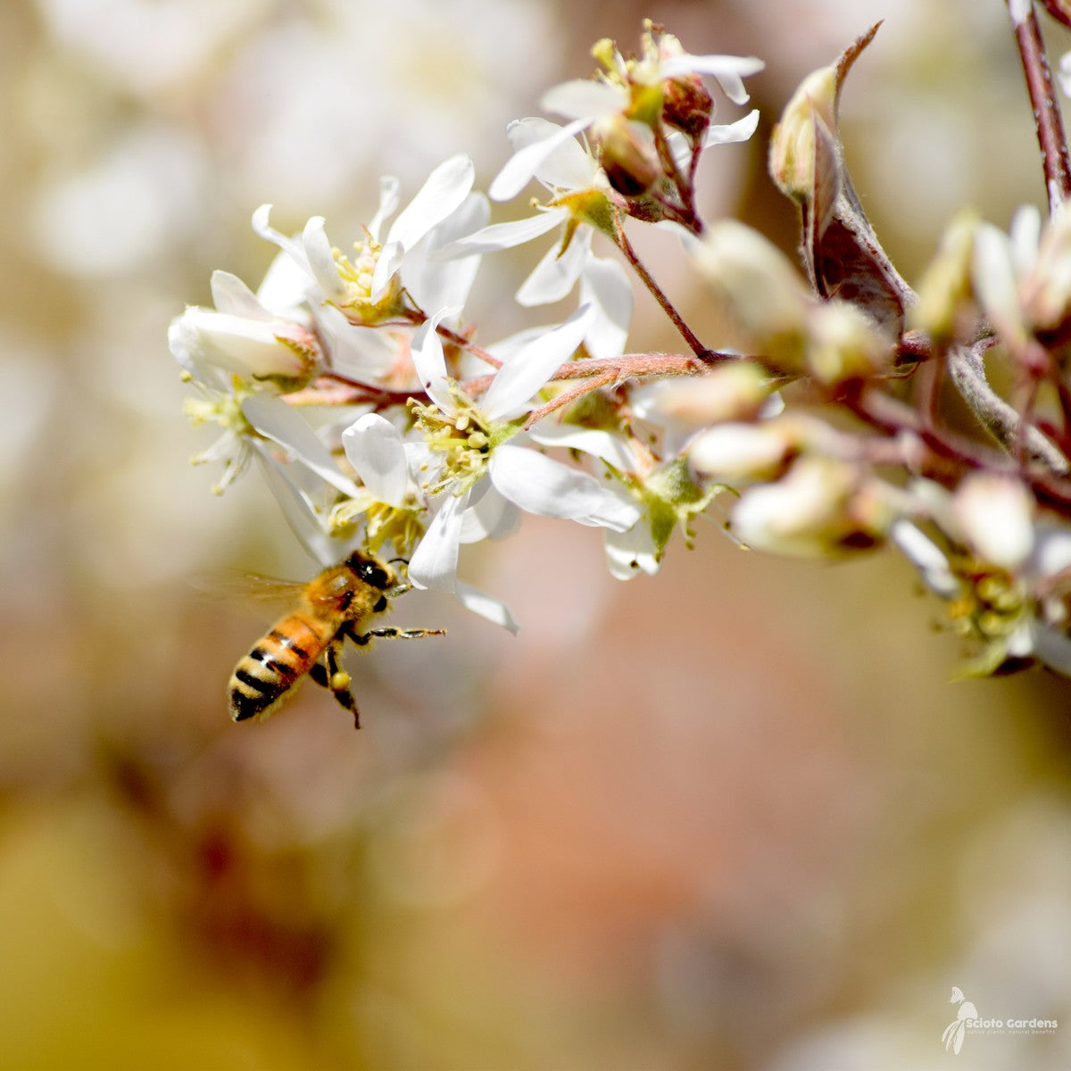 Amelanchier laevis (Allegheny Serviceberry) - QT