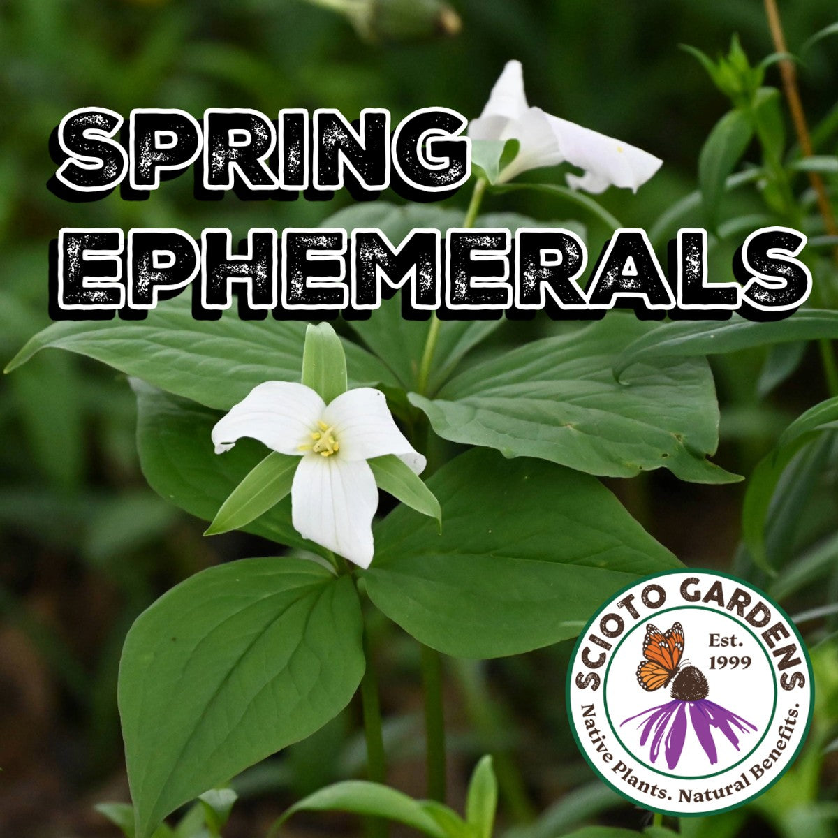 Erythronium albidum (White Trout Liliy) - 3QT