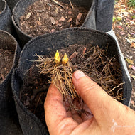 Jeffersonia diphylla (Twinleaf) - 1 gal