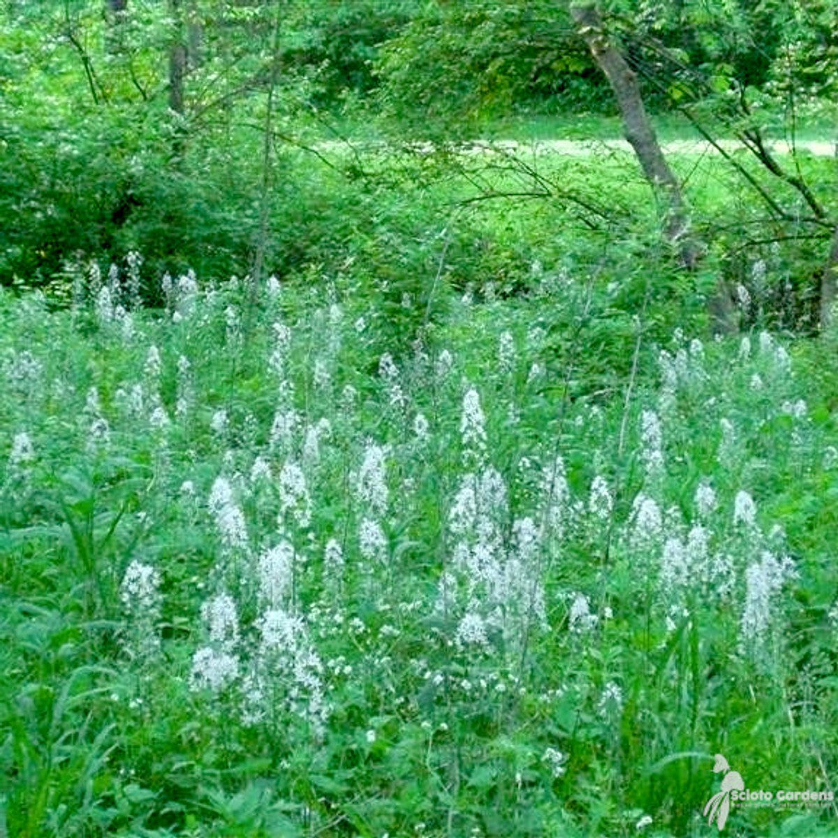 Camassia scilloides (Wild Hyacinth) - 1 gal