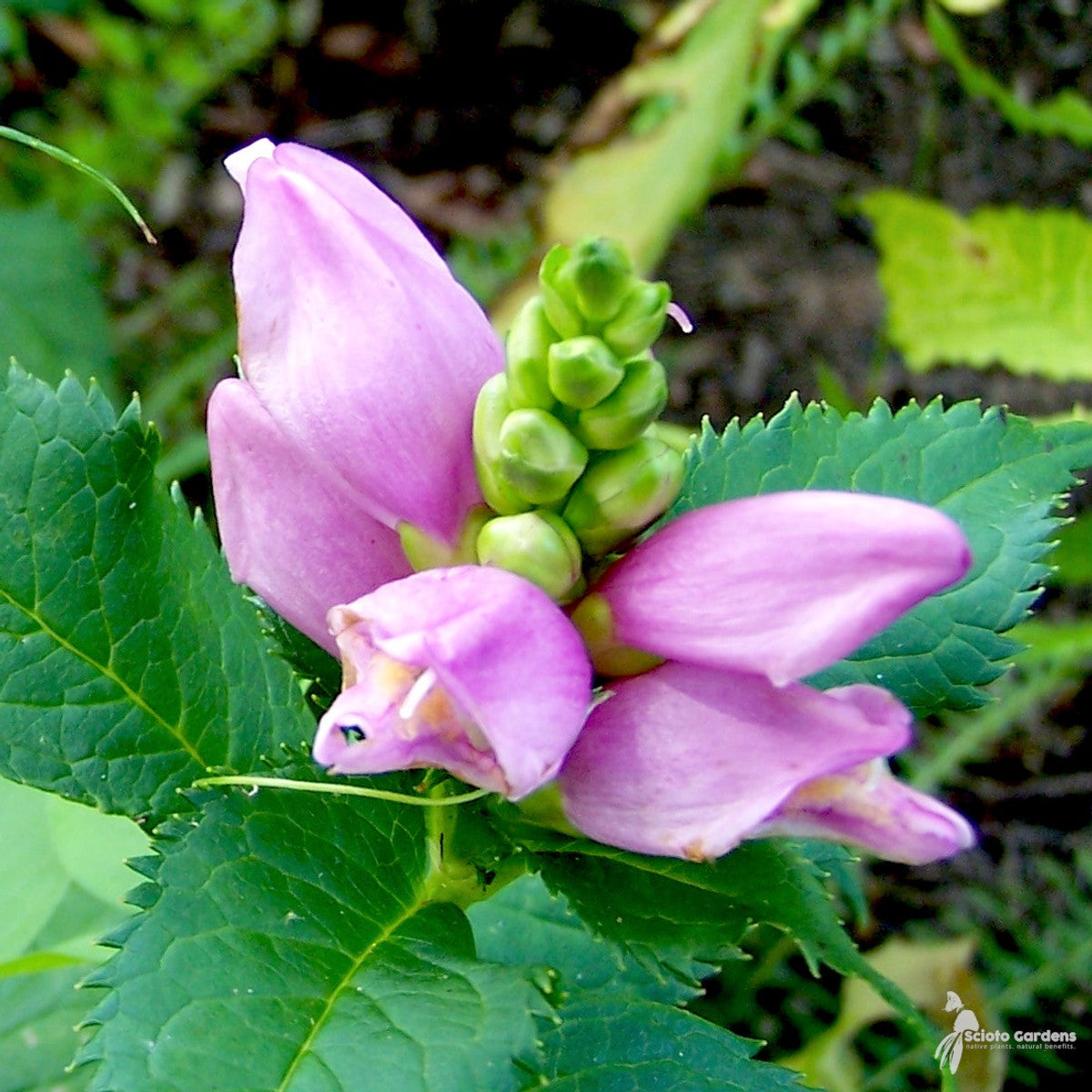 Chelone lyonii 'Hot Lips' ('Hot Lips' Pink Turtlehead) - 1 gal