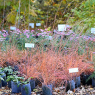 Schizachyrium scoparium (Little Bluestem) - 1 gal