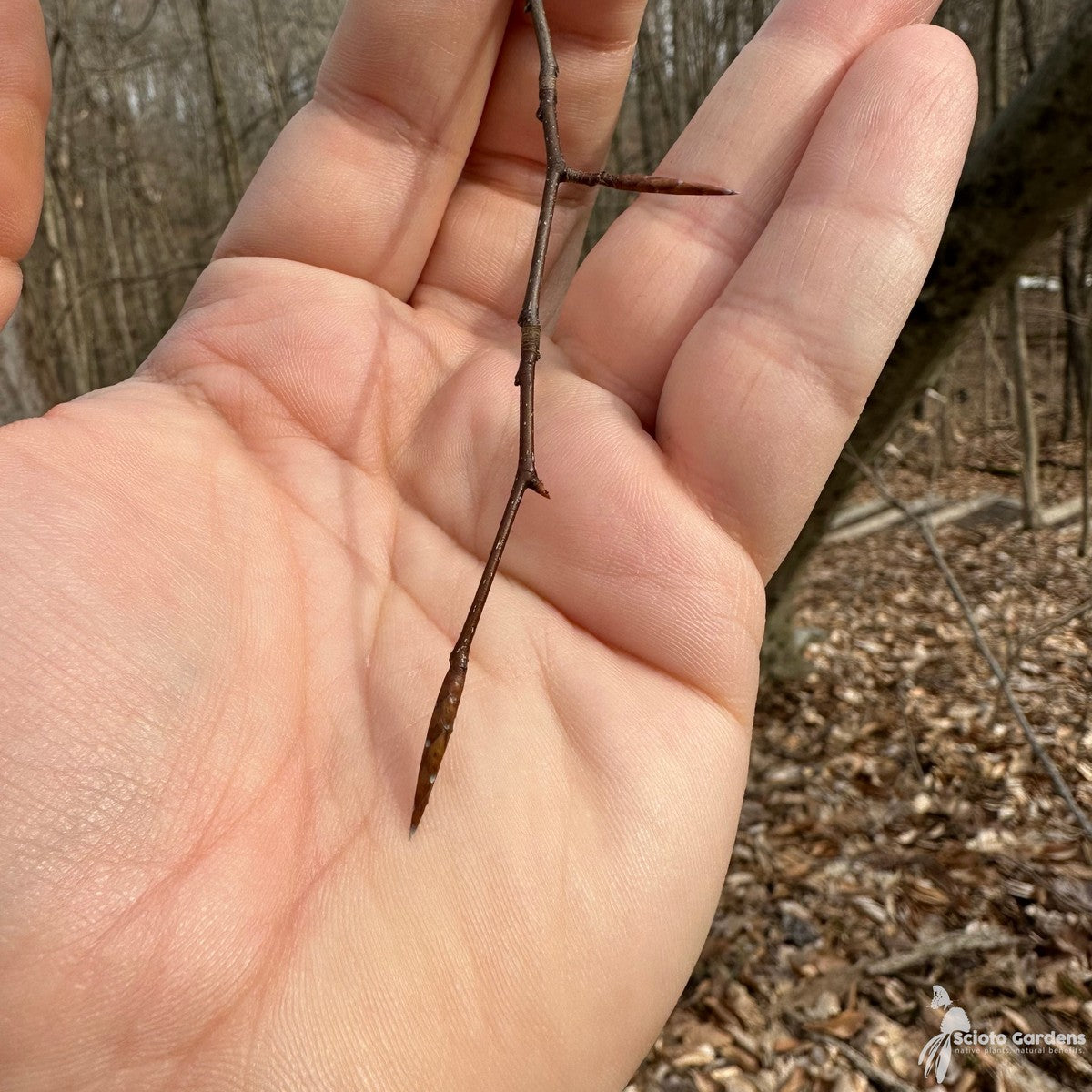 Fagus grandifolia (American Beech) - QT