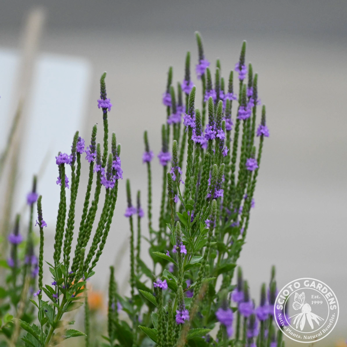 Verbena stricta (Hoary Vervain) - 2 gal
