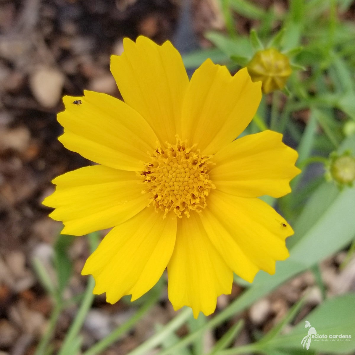 Coreopsis lanceolata (Lanceleaf Coreopsis) - 2 gal