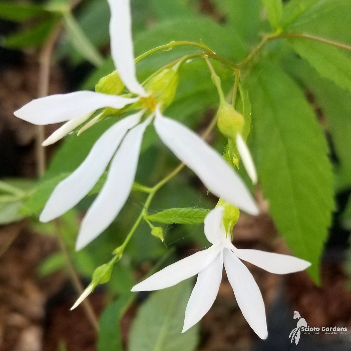 Gillenia [Porteranthus] trifoliata (Bowman's Root) - 2 gal