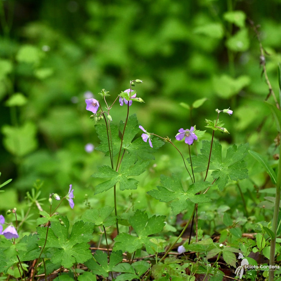 Geranium maculatum (Wild Cranesbill) - 1 gal