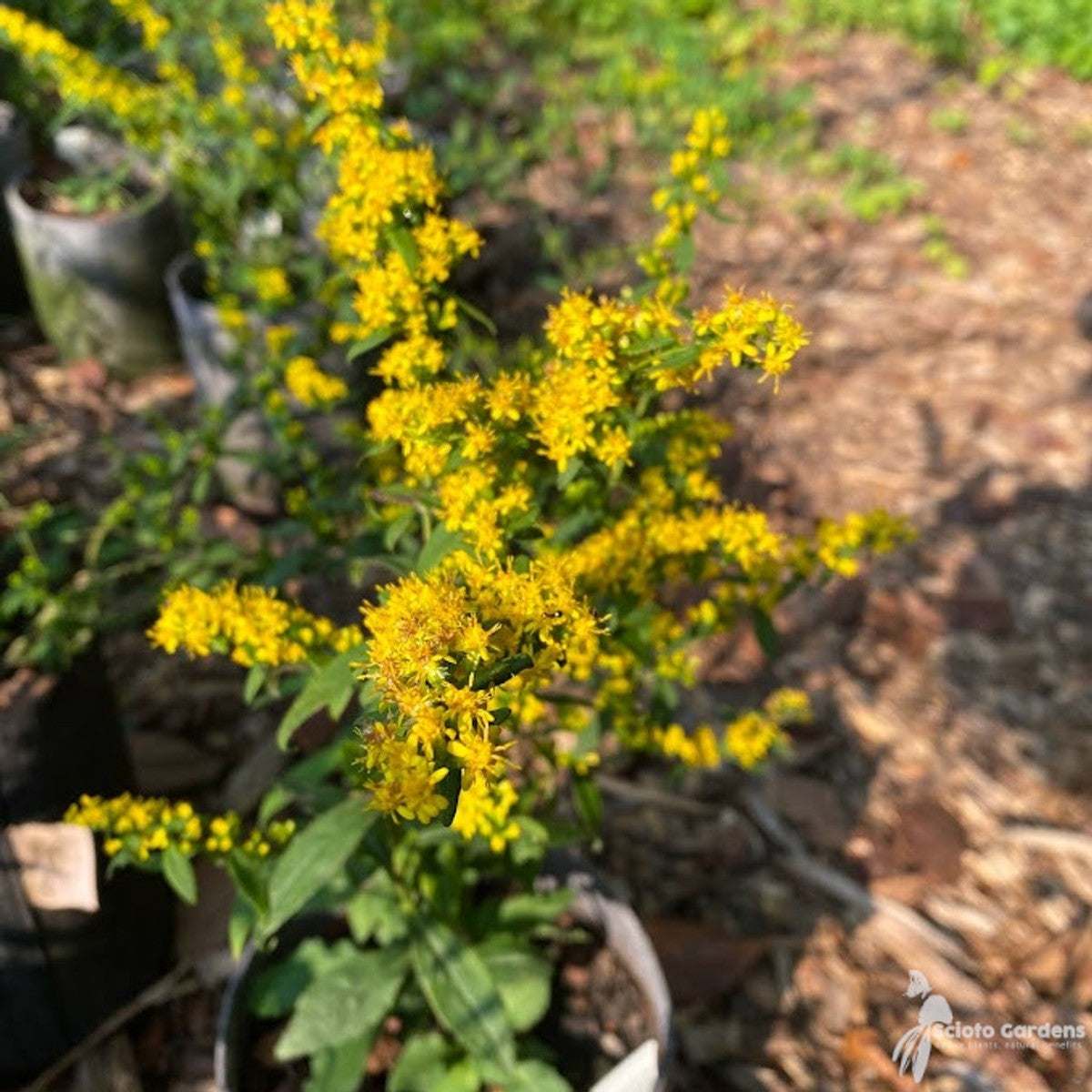 Solidago caesia (Bluestem Goldenrod) - 1 gal