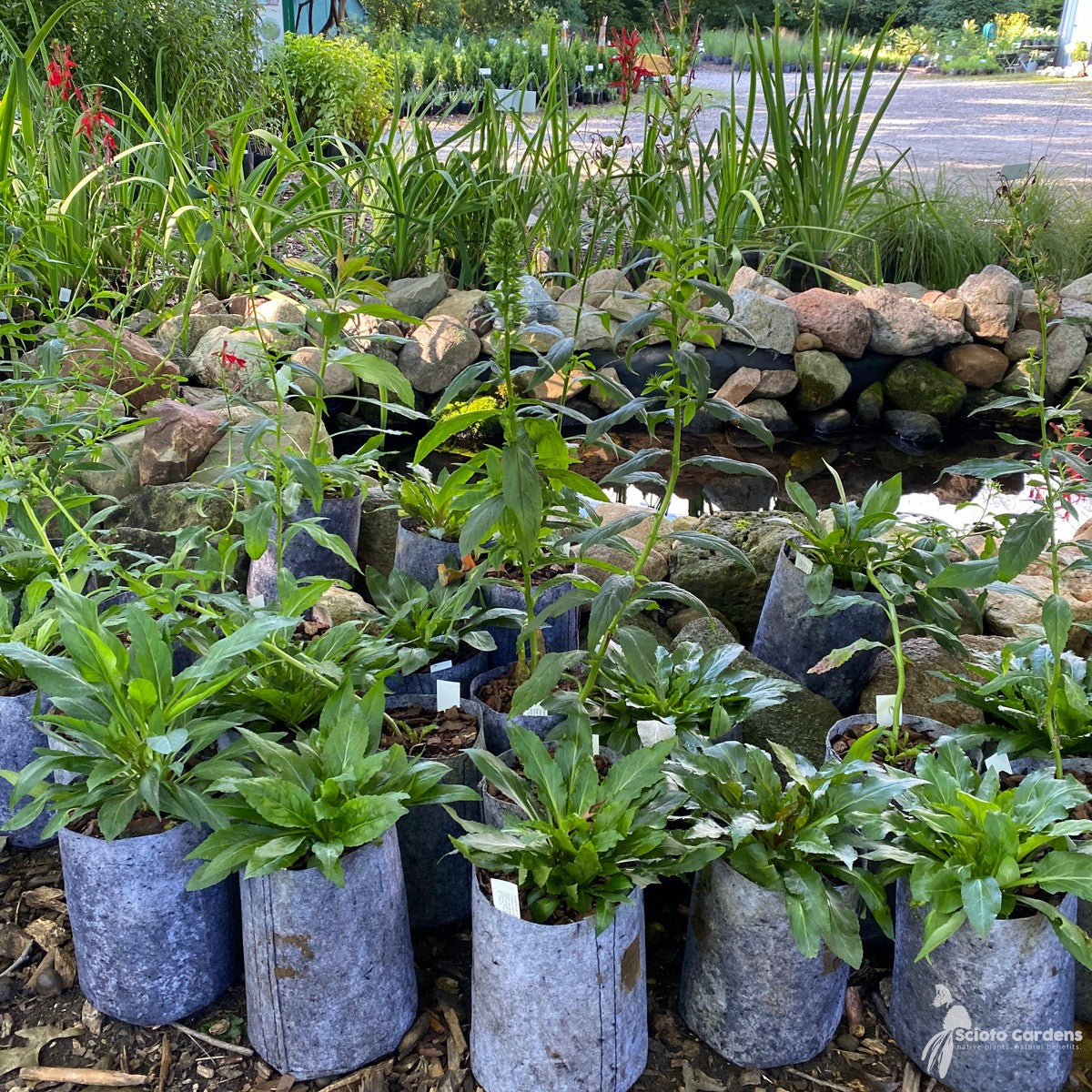 Lobelia cardinalis (Cardinal Flower) - 1 gal