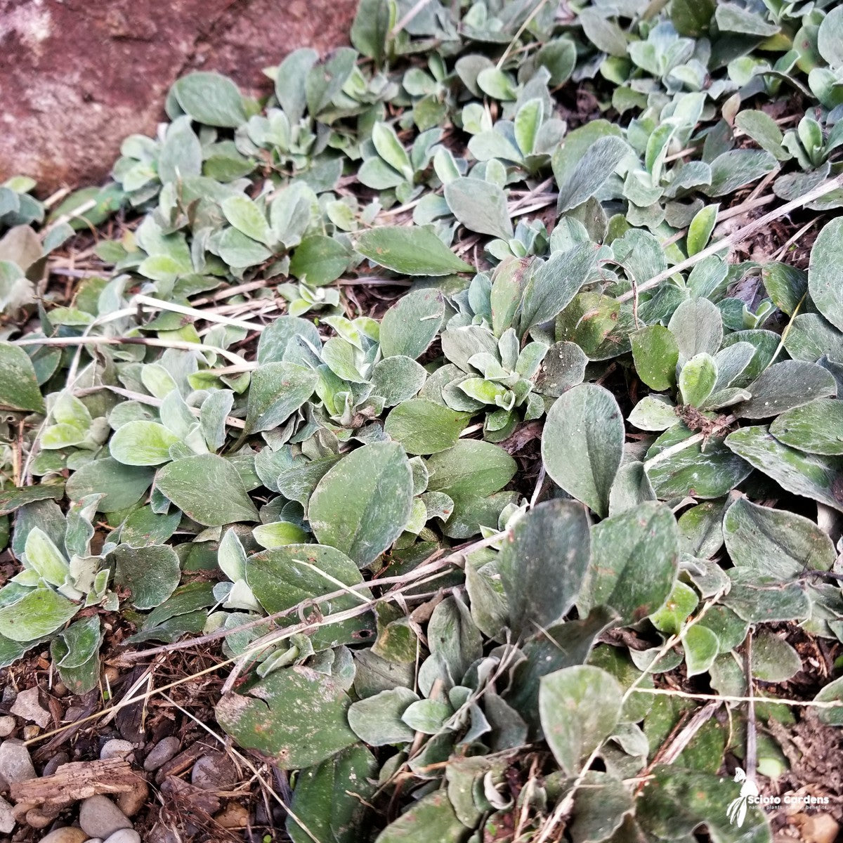 Antennaria plantaginifolia (Plantain-leaved Pussytoes/Mouse Ears) - 3QT