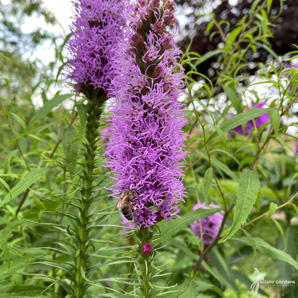 Liatris spicata (Dense Blazing Star) - QT