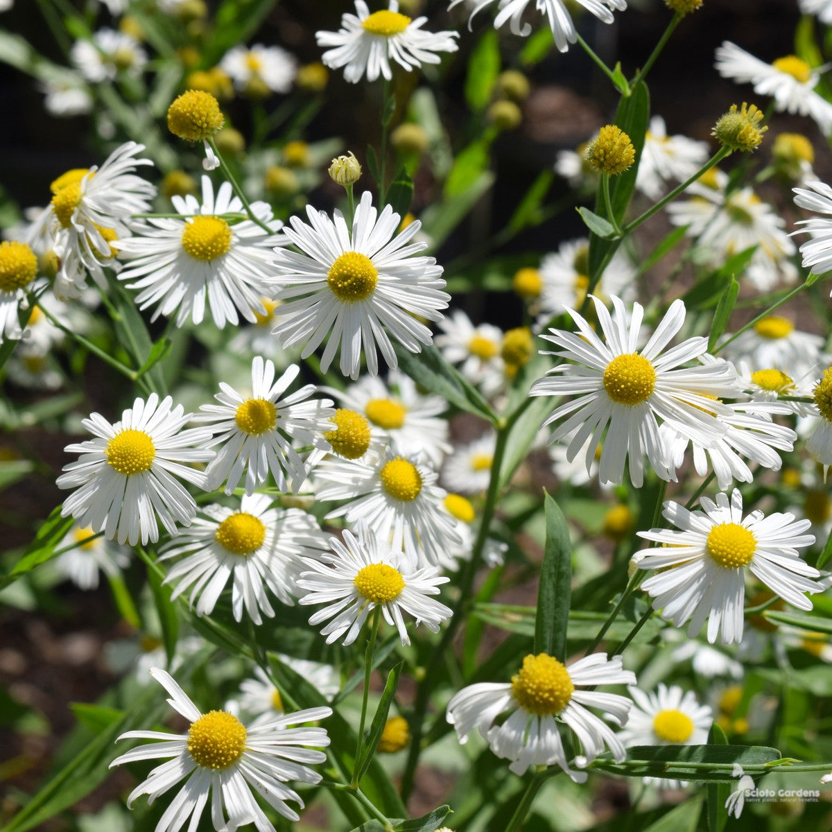 Boltonia asteroides (Thousand-flowered Aster) - 2 gal