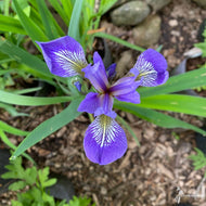 Iris versicolor (Blue Flag Iris) - 1 gal