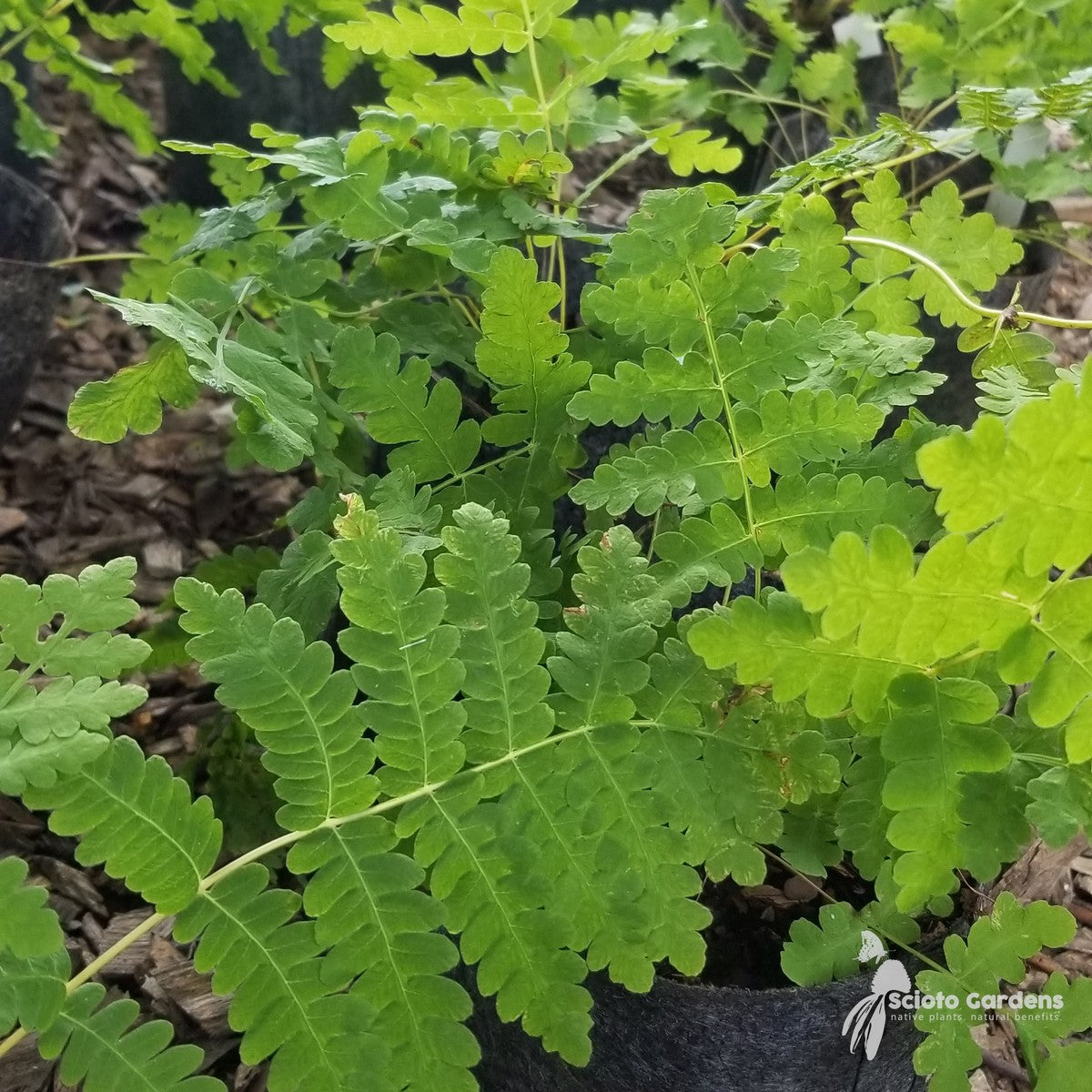 Osmunda claytoniana (Interrupted Fern) - 1 gal
