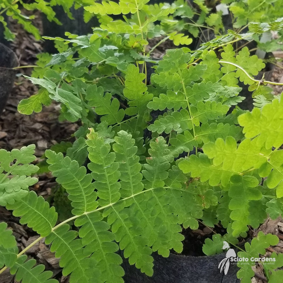 Osmunda claytoniana (Interrupted Fern) - 1 gal