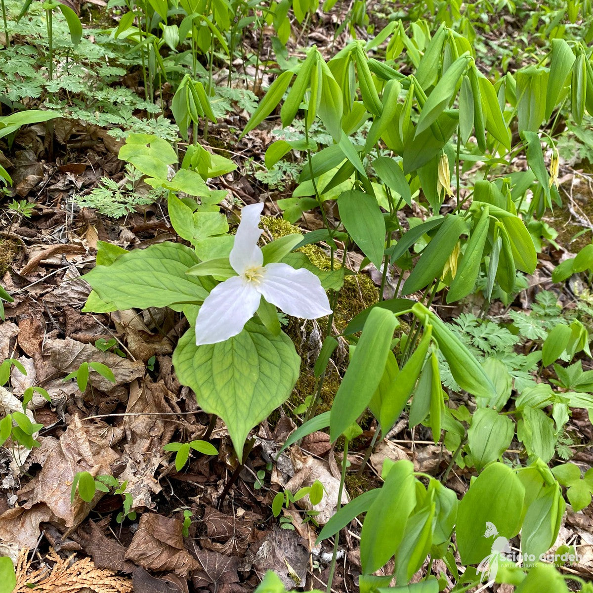 Trillium grandiflorum (Great White Trillium) - 3QT
