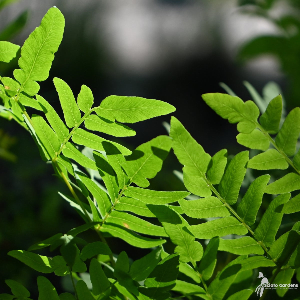 Osmunda regalis v. spectabilis (Royal Fern) - 1 gal