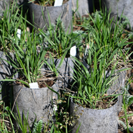 Hierochloe odorata (Sweetgrass) - 1 gal