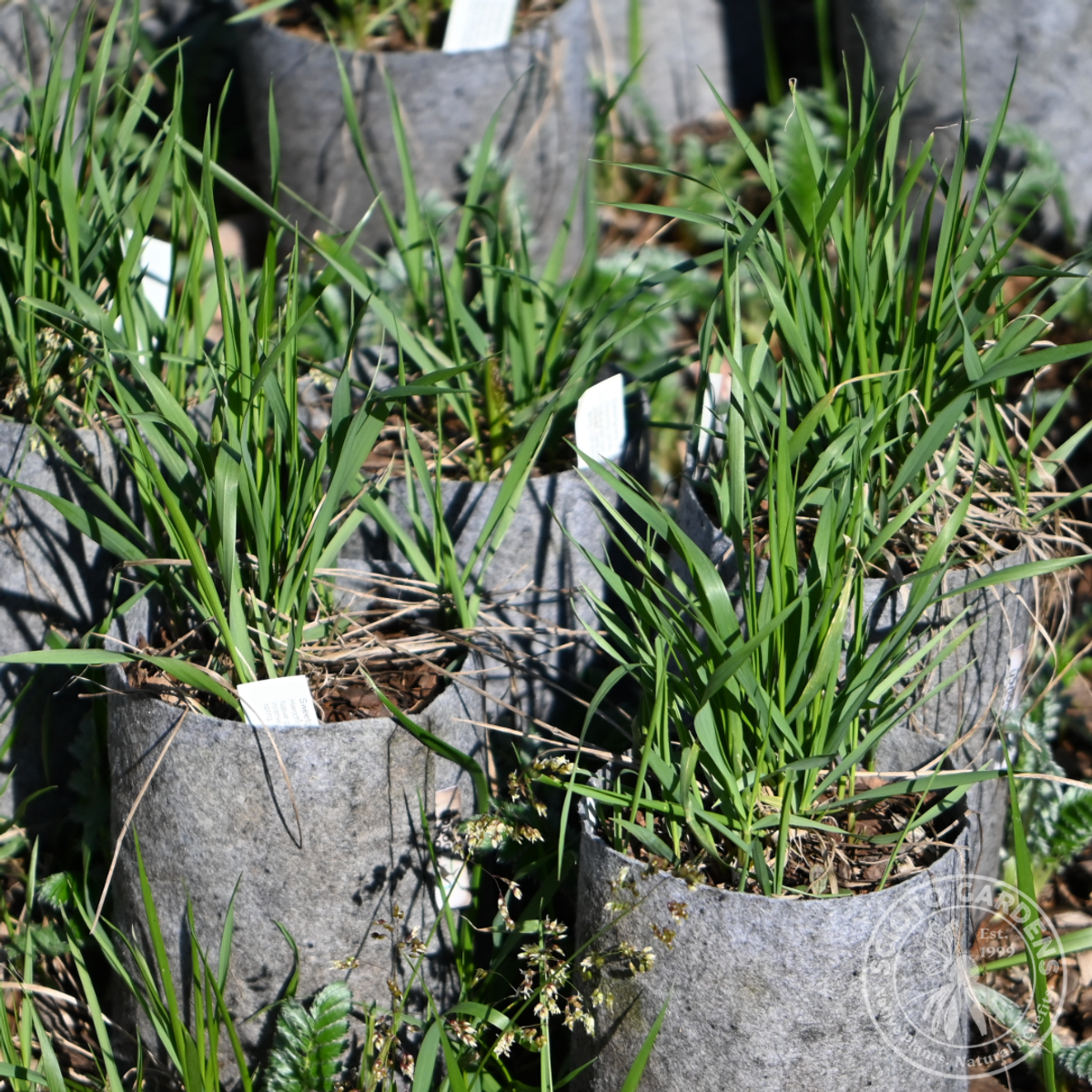 Hierochloe odorata (Sweetgrass) - 1 gal