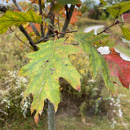 Quercus rubra (Northern Red Oak) - 5 gal