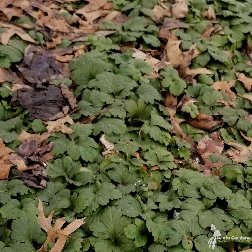 Waldsteinia fragarioides (Appalachian Barren Strawberry) - 1 gal