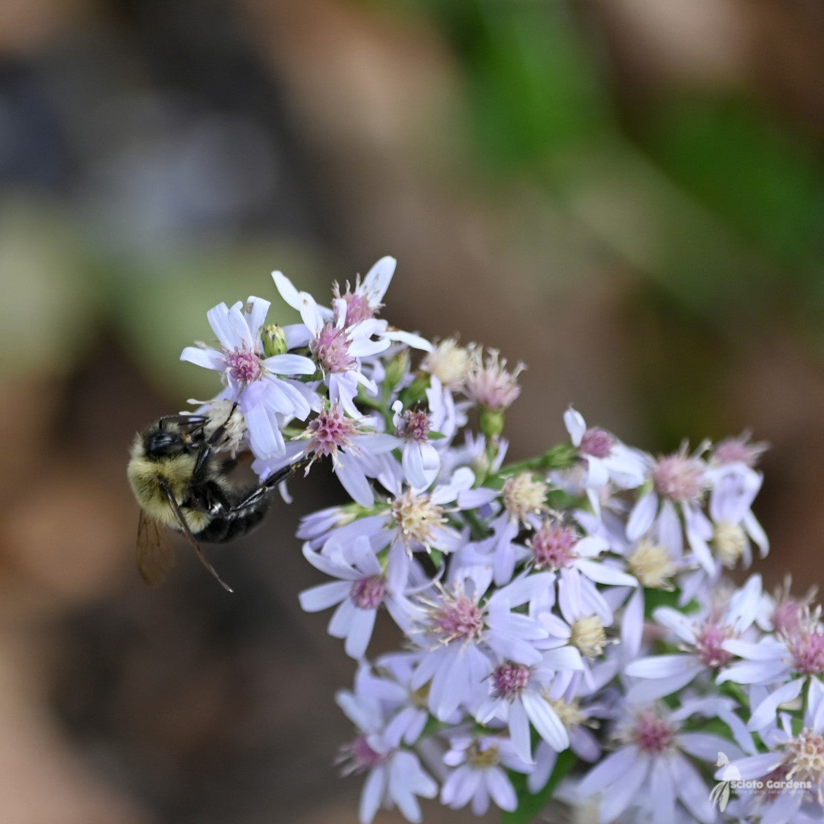 Aster cordifolius (Blue Wood Aster) - 1 gal