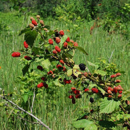 Rubus allegheniensis (Allegheny Blackberry) - QT
