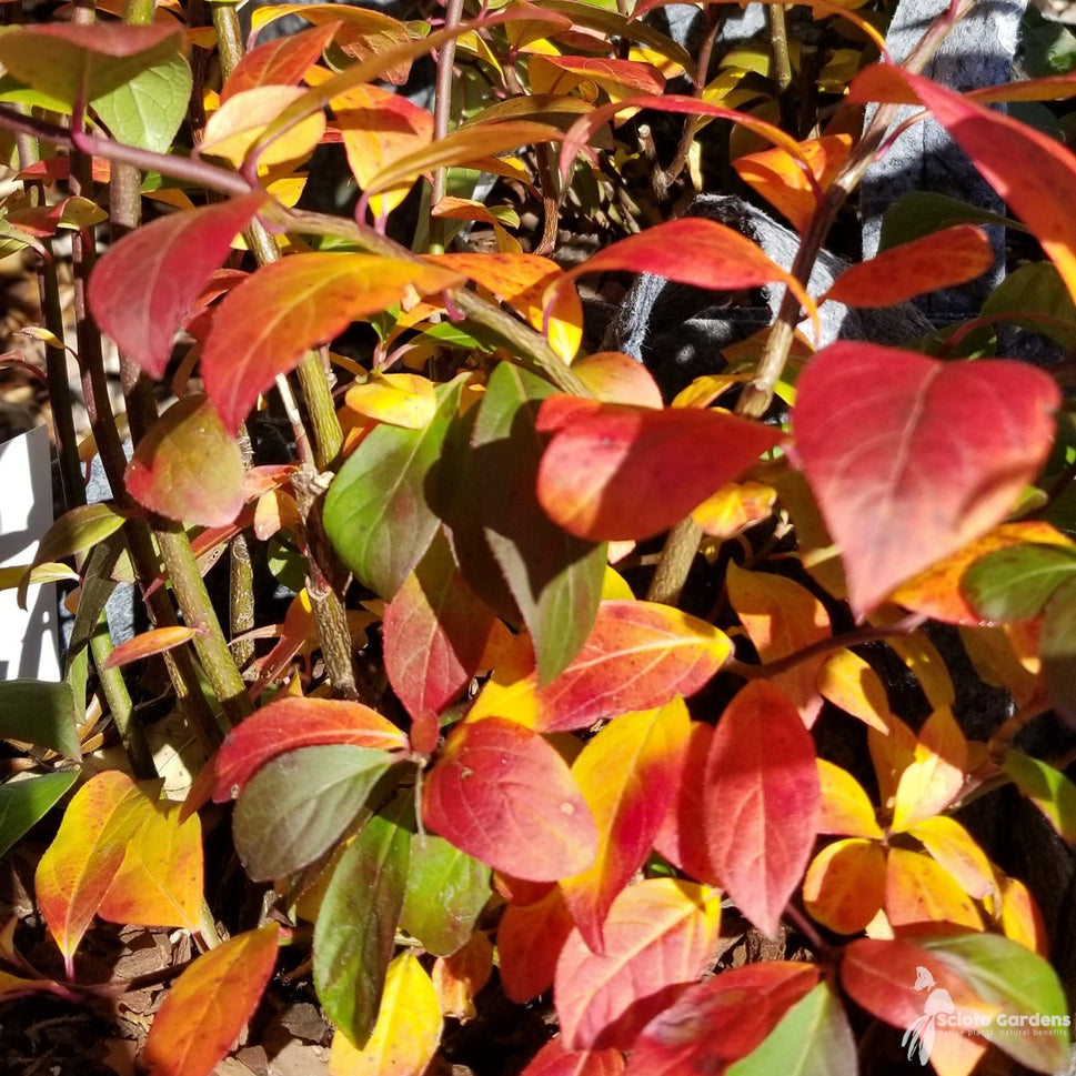 Itea virginica 'Morton' (Scarlet Beauty™ Virginia Sweetspire) - QT