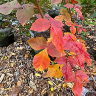 Rhus aromatica (Fragrant Sumac) - 3 gal