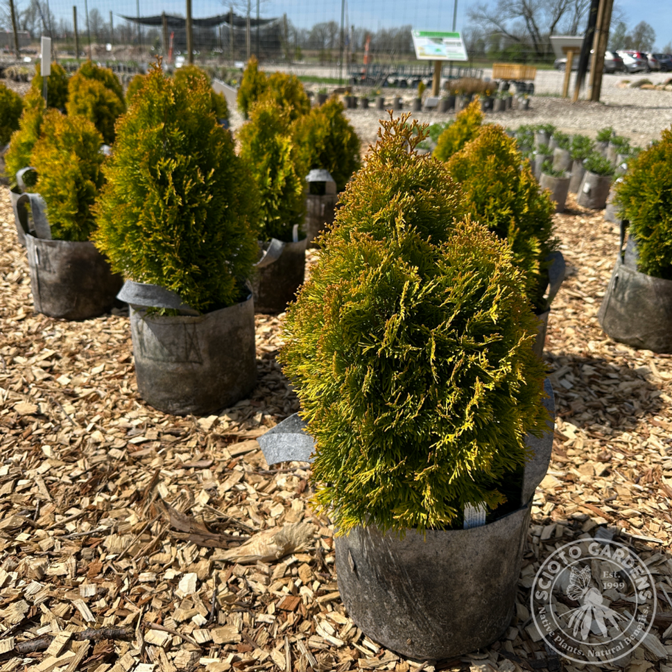 Thuja o. 'Janed Gold' (Highlights® American Arborvitae) - 3 gal