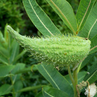 Asclepias syriaca (Common Milkweed) - QT