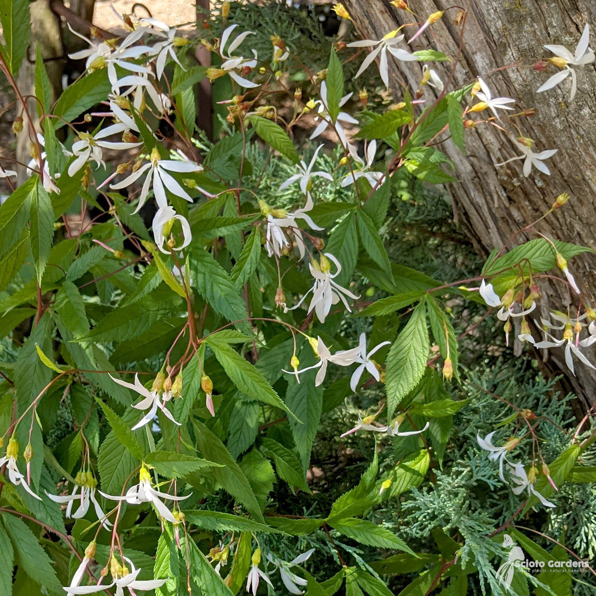 Gillenia [Porteranthus] trifoliata (Bowman's Root) - 2 gal