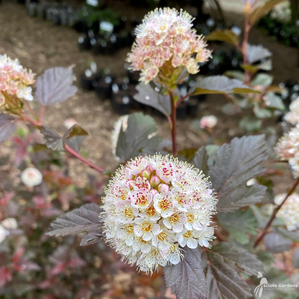 Physocarpus opulifolius 'Tuilad' (Lady in Red' Ninebark) - 3 gal