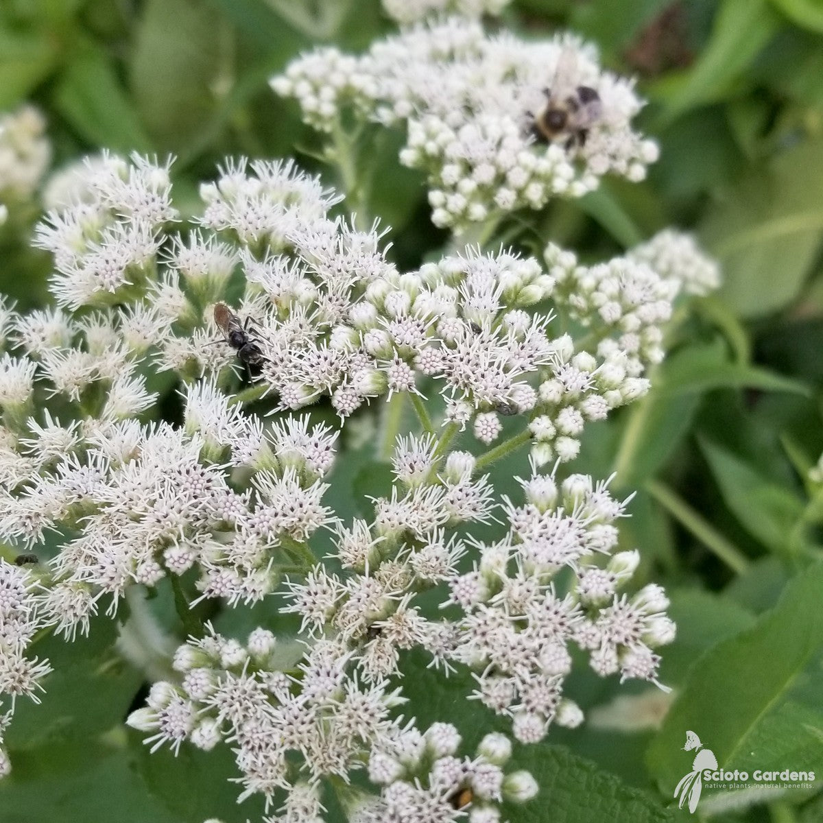 Eupatorium perfoliatum (Boneset) - 2 gal