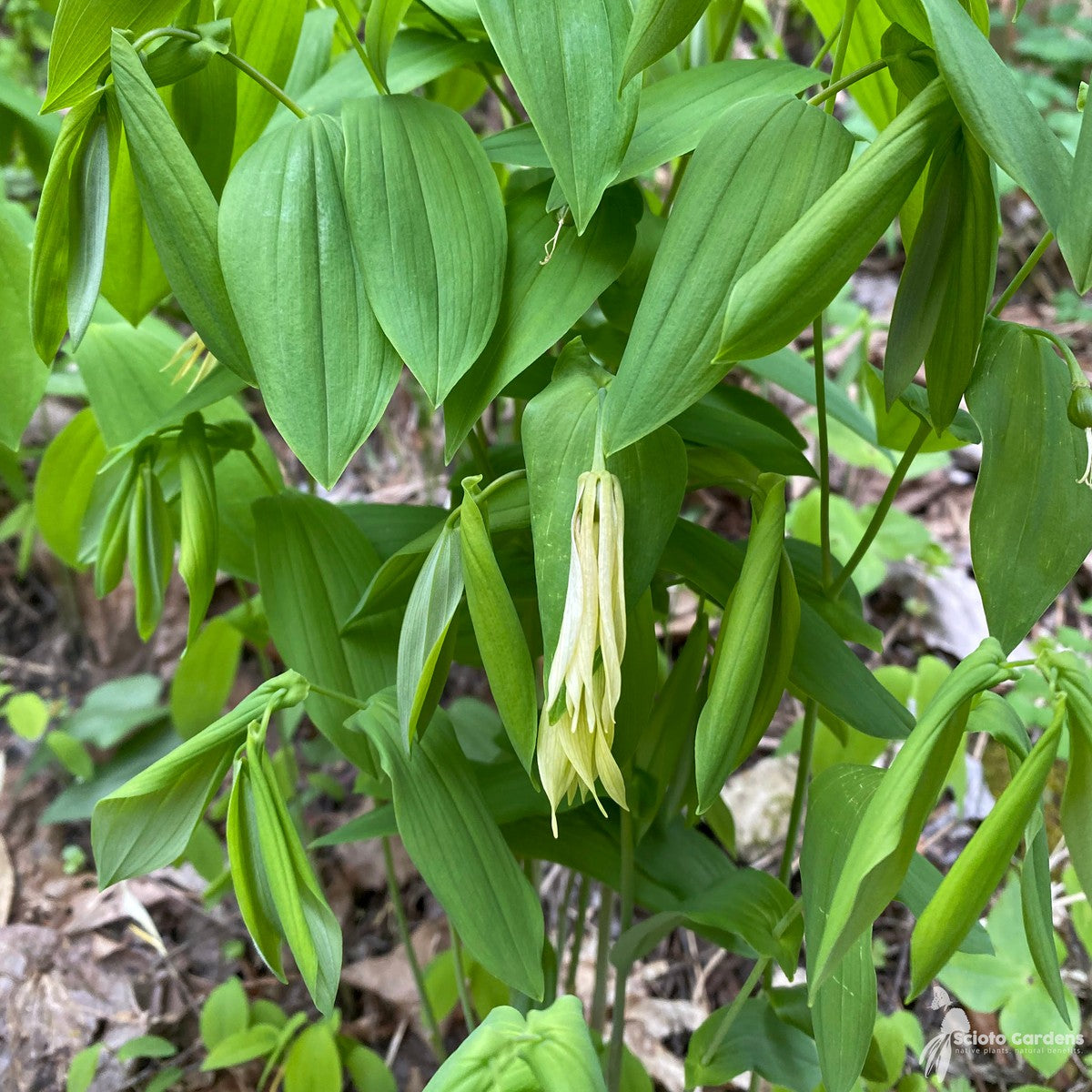 Uvularia grandiflora (Grand Merrybells) - 1 gal