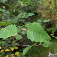Betula nigra (River Birch) - 3 gal