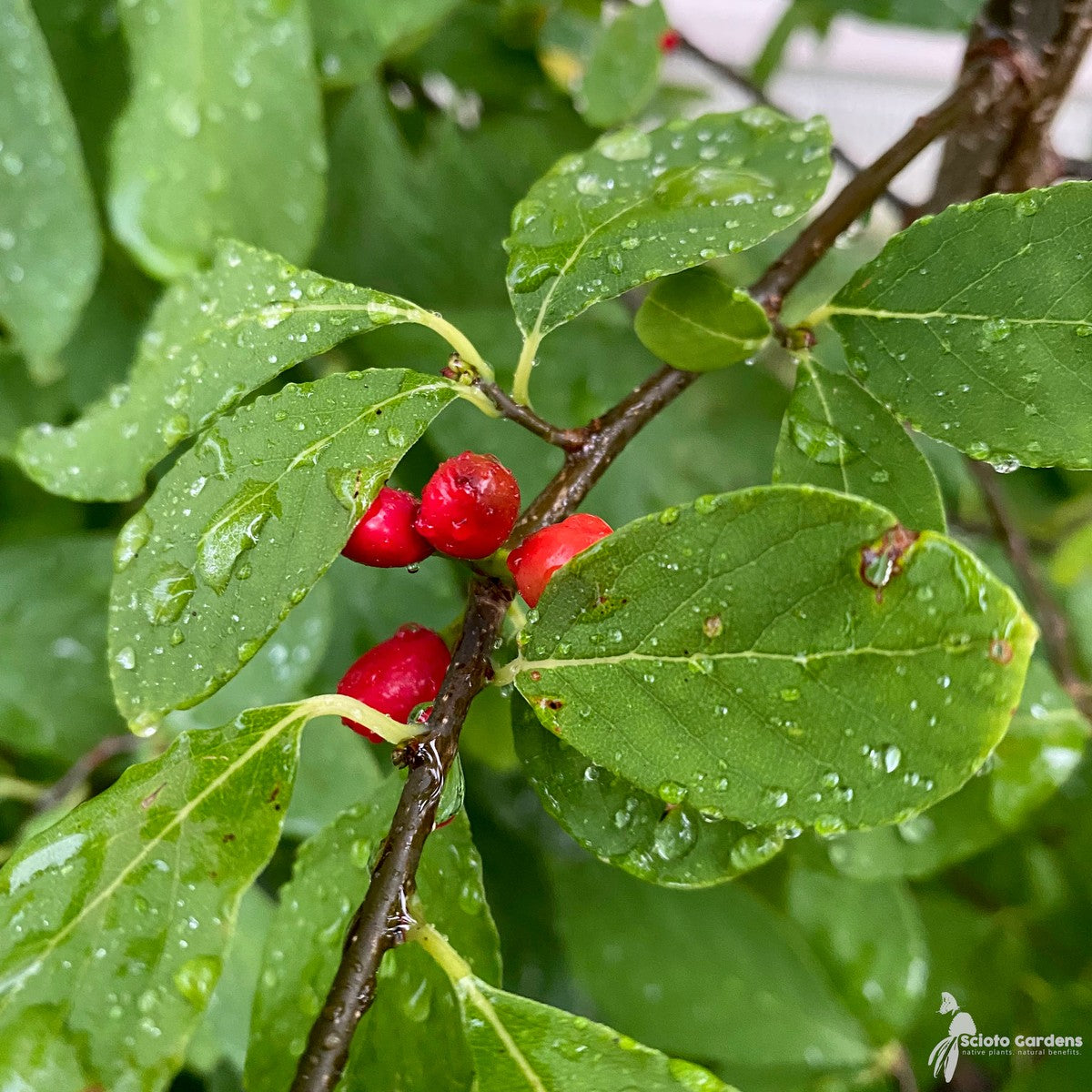 Lindera benzoin (Spicebush) - 3 gal