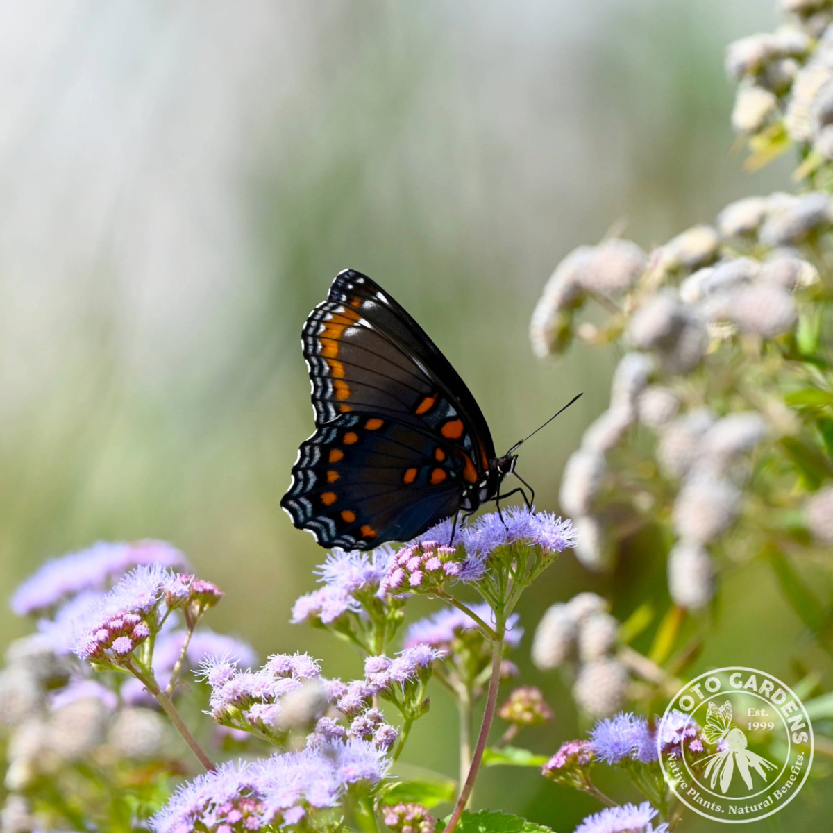 Conoclinium [Eupatorium] coelestinum (Hardy Ageratum, Mist flower) - 1 gal