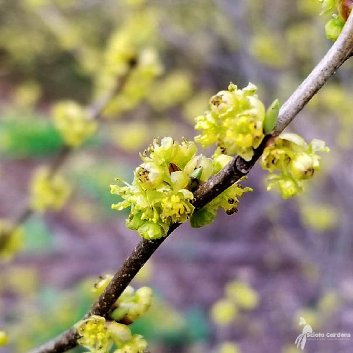Lindera benzoin (Spicebush) - 3 gal