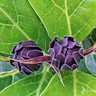 Calycanthus floridus (Sweetshrub) - 3 gal