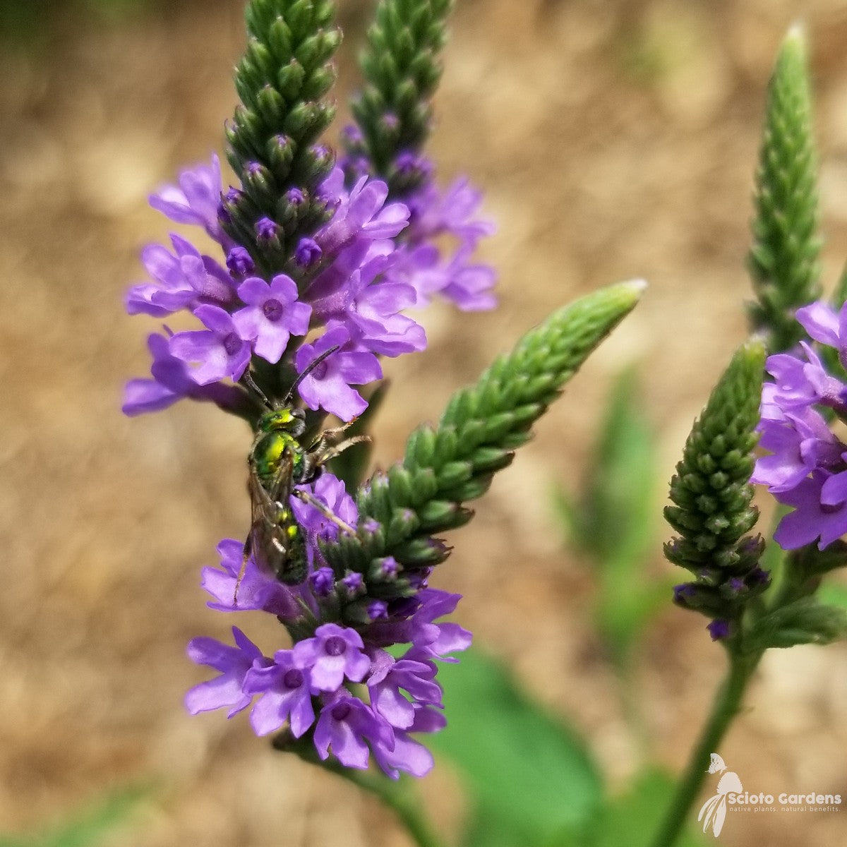 Verbena hastata (Blue Vervain) - 2 gal