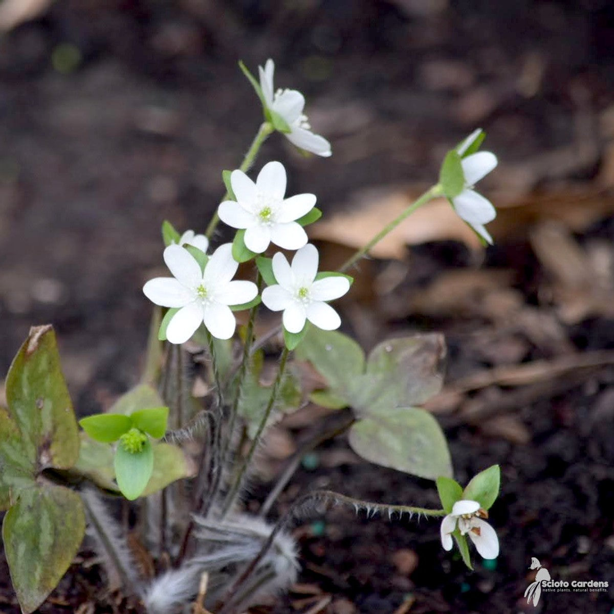 Hepatica acutiloba (Sharp-lobed Liverleaf) - 3QT